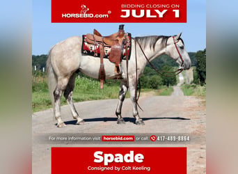 American Quarter Horse, Gelding, 5 years, 14.2 hh, Gray
