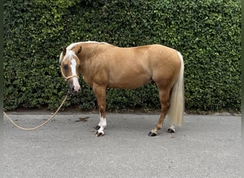 American Quarter Horse, Gelding, 5 years, 14.2 hh, Palomino