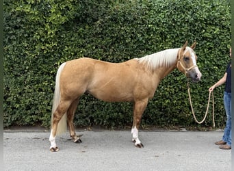 American Quarter Horse, Gelding, 5 years, 14.2 hh, Palomino