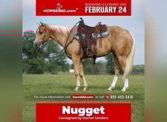 American Quarter Horse, Gelding, 5 years, 14.2 hh, Palomino