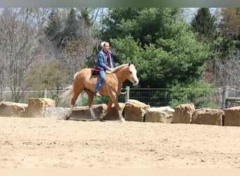 American Quarter Horse, Gelding, 5 years, 14.2 hh, Palomino