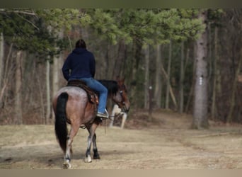 American Quarter Horse, Gelding, 5 years, 14,2 hh