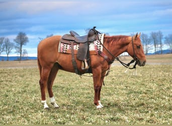 American Quarter Horse, Gelding, 5 years, 14.2 hh, Red Dun