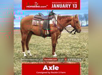 American Quarter Horse, Gelding, 5 years, 14.2 hh, Red Dun