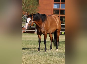 American Quarter Horse, Gelding, 5 years, 14,2 hh, Red Dun