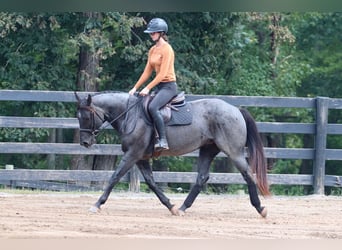 American Quarter Horse, Wallach, 5 Jahre, 14,2 hh, Roan-Blue