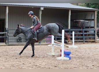 American Quarter Horse, Wallach, 5 Jahre, 14,2 hh, Roan-Blue