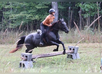 American Quarter Horse, Wallach, 5 Jahre, 14,2 hh, Roan-Blue