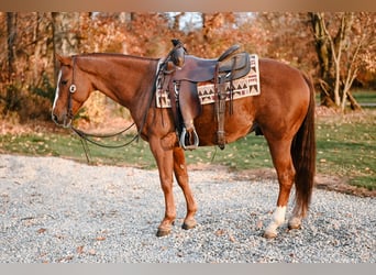 American Quarter Horse, Gelding, 5 years, 14,2 hh, Roan-Red