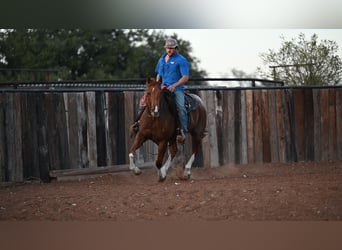 American Quarter Horse, Gelding, 5 years, 14.2 hh, Roan-Red
