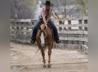 American Quarter Horse, Gelding, 5 years, 14.2 hh, Sorrel