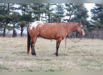 American Quarter Horse, Gelding, 5 years, 14.2 hh, Sorrel
