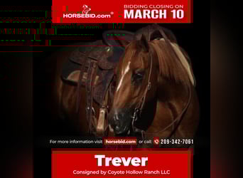 American Quarter Horse, Gelding, 5 years, 14.2 hh, Sorrel