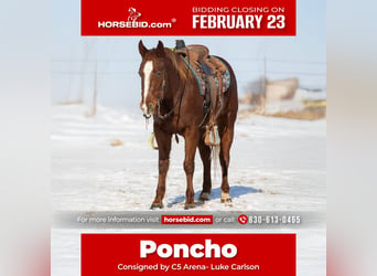 American Quarter Horse, Gelding, 5 years, 14.2 hh, Sorrel