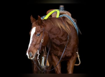 American Quarter Horse, Gelding, 5 years, 14.2 hh, Sorrel