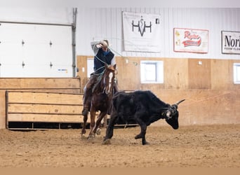 American Quarter Horse, Gelding, 5 years, 14.2 hh, Sorrel
