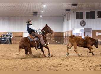 American Quarter Horse, Gelding, 5 years, 14.2 hh, Sorrel