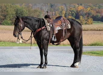American Quarter Horse, Gelding, 5 years, 14.3 hh, Bay
