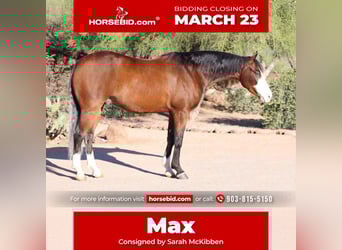 American Quarter Horse, Gelding, 5 years, 14.3 hh, Bay