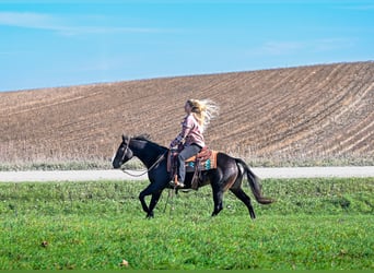 American Quarter Horse, Gelding, 5 years, 14.3 hh, Bay