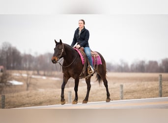 American Quarter Horse, Gelding, 5 years, 14.3 hh, Bay