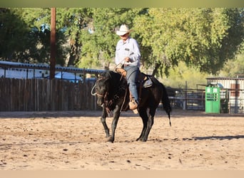 American Quarter Horse, Wallach, 5 Jahre, 14,3 hh, Rappe