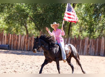 American Quarter Horse, Wallach, 5 Jahre, 14,3 hh, Rappe