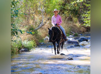 American Quarter Horse, Wallach, 5 Jahre, 14,3 hh, Rappe