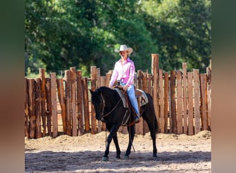 American Quarter Horse, Wallach, 5 Jahre, 14,3 hh, Rappe