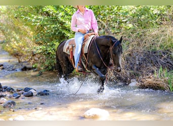 American Quarter Horse, Wallach, 5 Jahre, 14,3 hh, Rappe