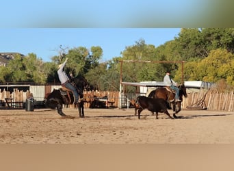 American Quarter Horse, Wallach, 5 Jahre, 14,3 hh, Rappe