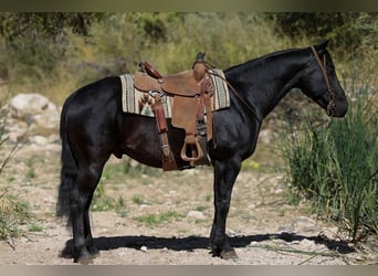 American Quarter Horse, Wallach, 5 Jahre, 14,3 hh, Rappe