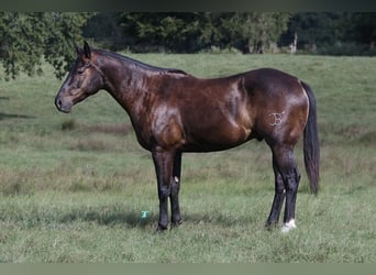 American Quarter Horse, Wallach, 5 Jahre, 14,3 hh, Brauner