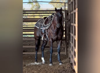 American Quarter Horse, Wallach, 5 Jahre, 14,3 hh, Brauner