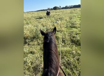 American Quarter Horse, Wallach, 5 Jahre, 14,3 hh, Brauner