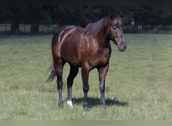 American Quarter Horse, Wallach, 5 Jahre, 14,3 hh, Brauner