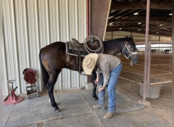 American Quarter Horse, Wallach, 5 Jahre, 14,3 hh, Brauner