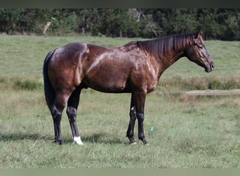 American Quarter Horse, Wallach, 5 Jahre, 14,3 hh, Brauner