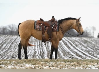 American Quarter Horse, Gelding, 5 years, 14,3 hh, Buckskin