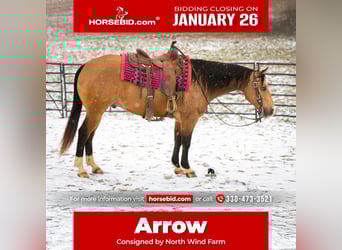 American Quarter Horse, Gelding, 5 years, 14.3 hh, Buckskin