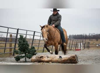 American Quarter Horse, Gelding, 5 years, 14.3 hh, Buckskin