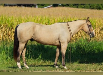 American Quarter Horse, Gelding, 5 years, 14.3 hh, Buckskin