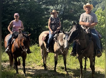 American Quarter Horse, Gelding, 5 years, 14.3 hh, Buckskin