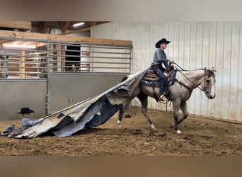 American Quarter Horse, Gelding, 5 years, 14.3 hh, Buckskin