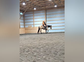 American Quarter Horse, Gelding, 5 years, 14.3 hh, Buckskin