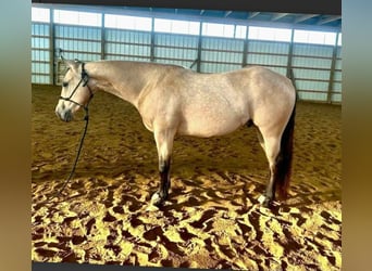 American Quarter Horse, Gelding, 5 years, 14.3 hh, Buckskin