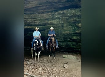 American Quarter Horse, Gelding, 5 years, 14.3 hh, Buckskin