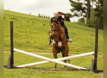 American Quarter Horse, Gelding, 5 years, 14.3 hh, Buckskin