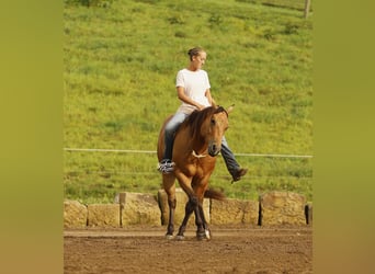 American Quarter Horse, Gelding, 5 years, 14.3 hh, Buckskin