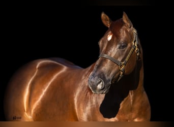 American Quarter Horse, Gelding, 5 years, 14.3 hh, Chestnut